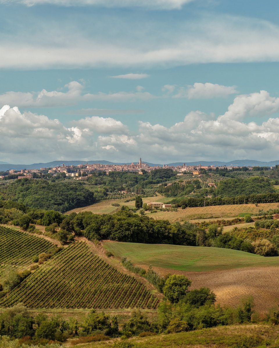 Sangiovese vineyard at Montechiaro with the Siena skyline on the horizon