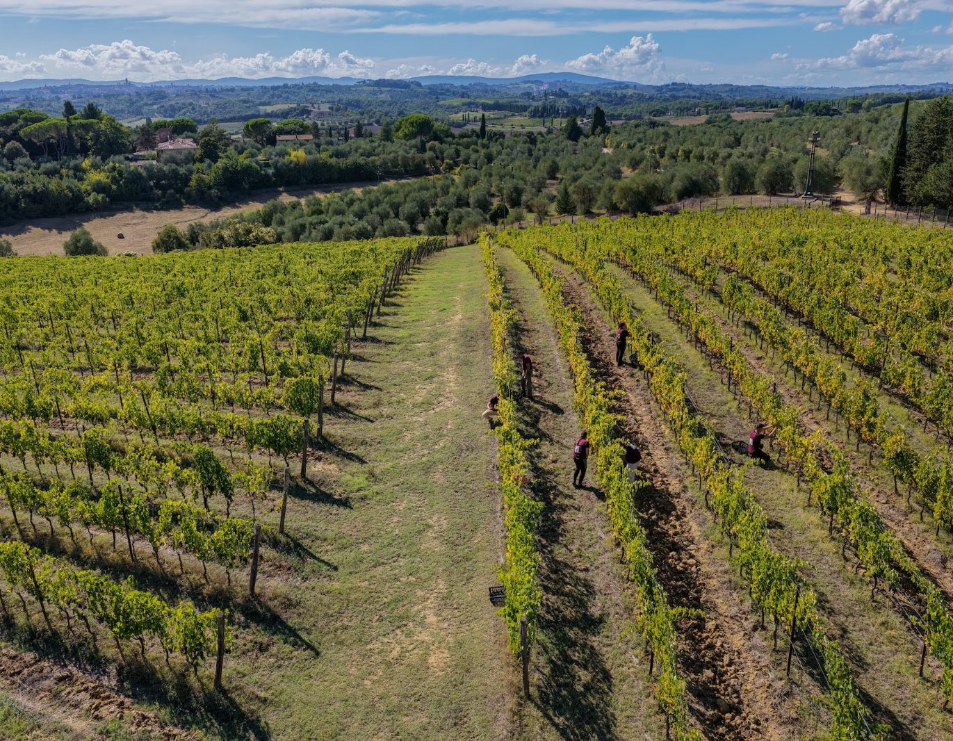 Rows of organically farmed Sangiovese vines at Tenuta di Montechiaro